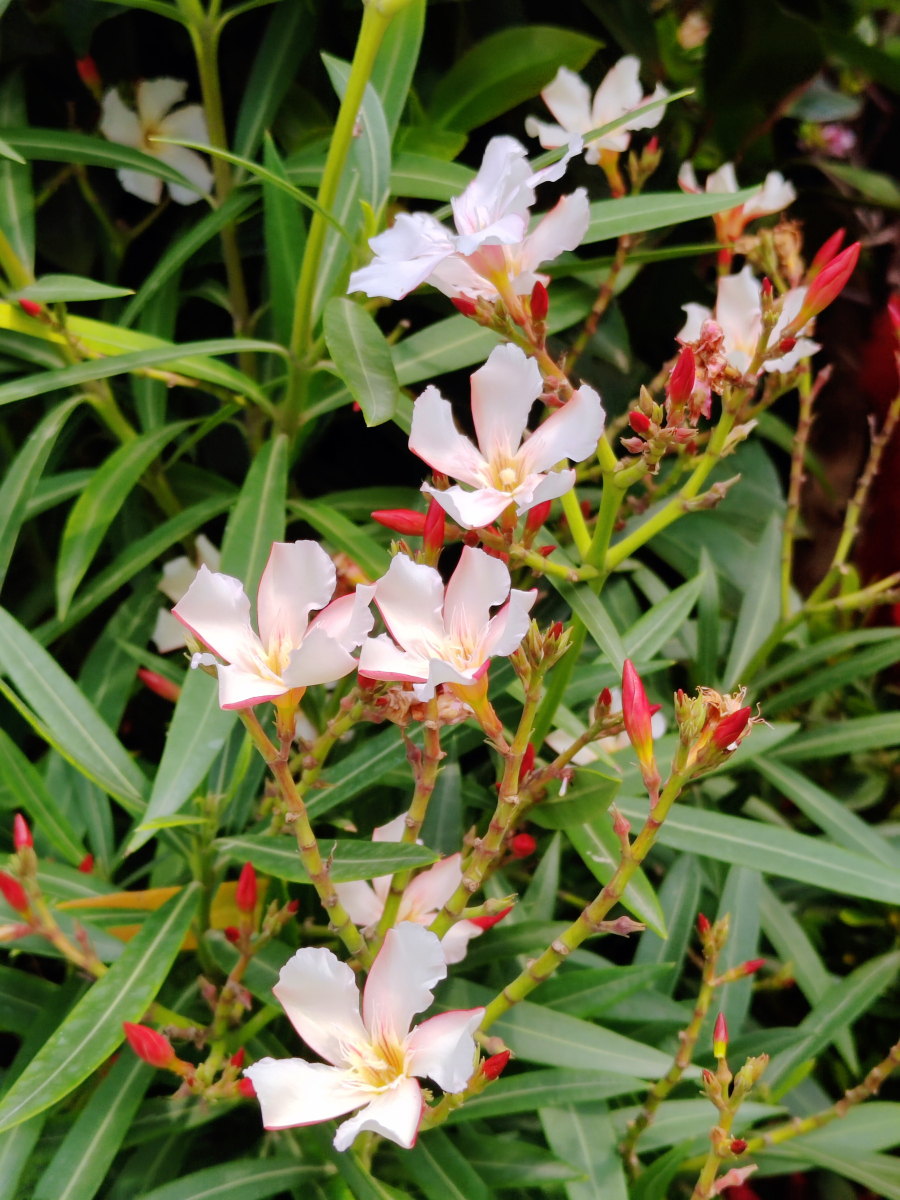 夹竹桃美而险：安全种植指南大揭秘